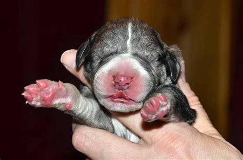 Find your perfect puppy today. Newborn Great Dane pup. Service Dog Project, Ipswich MA ...