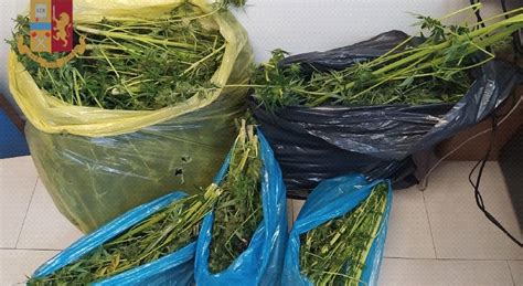 Scopri come coltivare la marijuana. Blitz al Rione Sanità, scoperta una serra in casa per ...