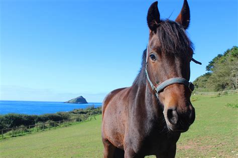 She enjoys riding hard cock. Horses at Wembury Bay Riding School