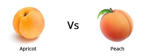 Delicious flesh on the outside, hard pit on the inside, tiny seed inside of that. Apricots Vs Peaches - What Is The Difference? | Peach ...