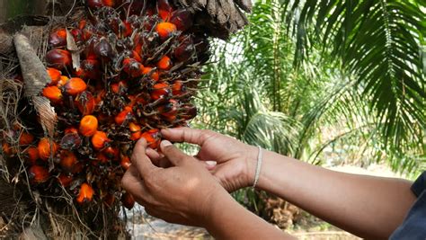 There are about 1,100 different species of palm trees on earth, most growing in tropical areas of the world. Orange Fruit Tree Stock Footage Video | Shutterstock