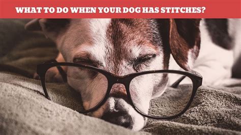 We did not find results for: What to do when your dog has Stitches? - YouTube