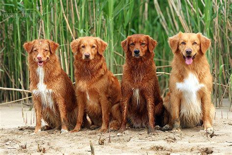 One or two long walks or a fenced in back yard. Nova Scotia Duck Tolling Retriever - dummy-hunters