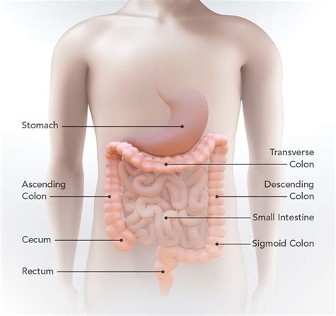 The stomach secretes acid and enzymes that digest food. Large Intestine Pain Right Side | Bruin Blog