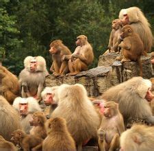 Sains best sesetengah haiwan hidup berkumpulan dan sesetengahnya hidup bersendirian bah 1. uniquely animals: Haiwan yang Hidup Berkumpulan
