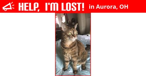 Su šia įmone galite susisiekti el. Lost Cat (Aurora, Ohio) - Kiki