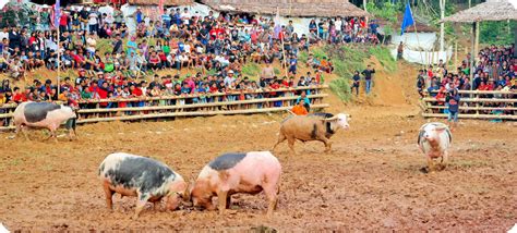 Mereka menggunakan berbagai kostum unik untuk mencuri perhatian pembeli. Gambar Kata Kata Lucu Toraja | Sobat Ngakak