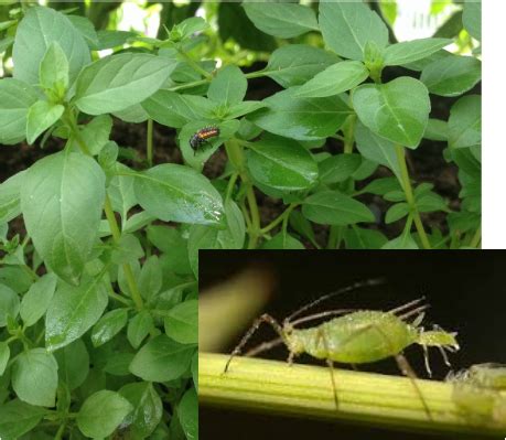 And that's important because as soon as the soap dries it stops working. DIY Organic Insecticidal Soap-Homemade Food Junkie