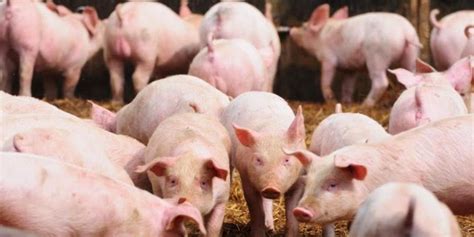 Arti mimpi makan dengan orang lain. ALASAN ILMIAH MENGAPA BABI HARAM DIKONSUMSI (DIMAKAN) | JDSK