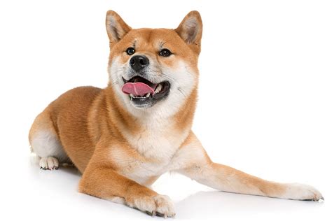 Shiba inu shib price in usd, eur, btc for today and historic market data. Cani di piccola taglia: Ecco i migliori cani da appartamento