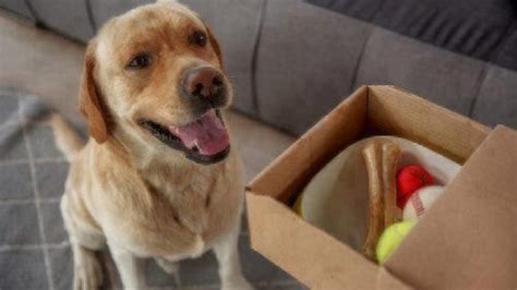 Moving with a Pet: Rules You May Need to Know | Healthy ...