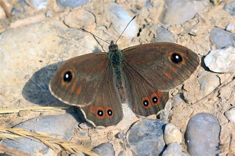 Braunauge — braunauge, rispenfalter, parạrge maera, etwa 5 cm spannender, dunkelbrauner augenfalter, v. Braunauge | Naturwissenschaftlicher Verein für Schwaben e.V.