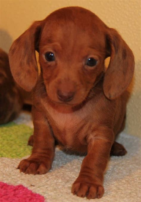 Search by breed, size, & more. Red Dapple Miniature #dachshund puppies in CO, AL, AZ, AR ...