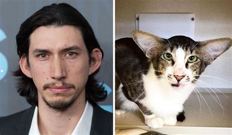Next time people talk smack about the adam driver cat, show them your favorite version in which both cat and man look dignified. Shelter Cat That Looks Like Adam Driver From Star Wars ...