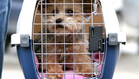 Pets traveling in the cabin must be able to stand up and turn around inside the carrier (maximum size 40 x 25 x 23 cm). Is Your Pet Safe Flying In Cargo? - Condé Nast Traveler