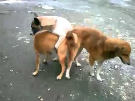 Today, special food for cats is widely available in the developed countries. Dog love, 3 male dogs with a femal - YouTube