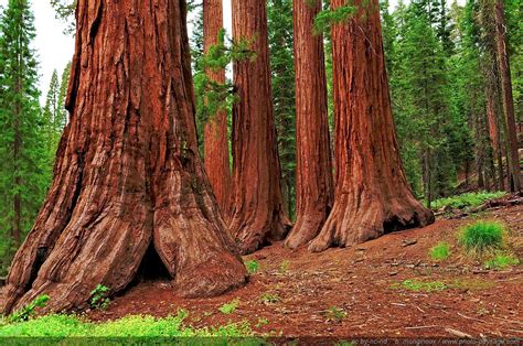 Explore quaking aspen cabin in sequoia national forest, california with recreation.gov. Mariposa Grove | Scenic Wonders Yosemite Cabins & Vacation ...