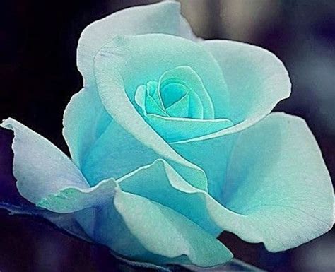 A handcrafted blue metal flower with gold detail on the edges seems to float serenely in the center of a natural wood frame. 76 #Gorgeous Roses You'll Wish You Could Grow ...TIFFANY ...