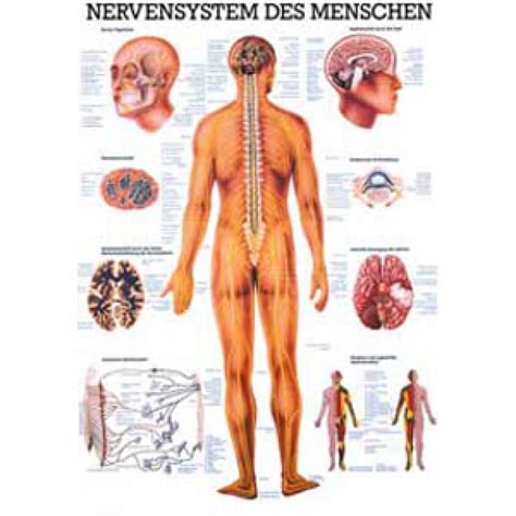 Anatomie des menschen (fach) / lymphsystem (lektion). Karte Nervensystem Format 70x100cm-8949