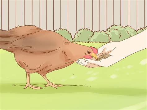 Strawberrrynchicken.salf hold the chicken : How to Hold a Chicken: 10 Steps (with Pictures) - wikiHow