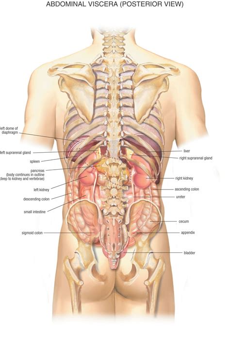 Lower left back pain can be severe, sharp, and stabbing, or it can be a dull and constant pain. Anatomy Of Female Human Body From The Back : Female Human ...