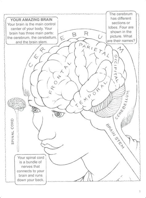 Free nervous system coloring pages, featuring the human brain and neuron. Human Brain Coloring Page at GetColorings.com | Free ...