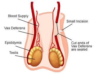 While it is true, it is also temporary as the testosterone levels only rise at the time of ejaculation and that considerable amount decreases the average testosterone levels. Masturbation Recovery - Free Porn Star Teen