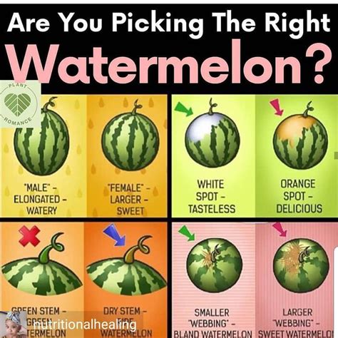 (you can also flick the rind with your finger.) if you hear a plunking sound, it means it is hollow and therefore ripe. how to pick a melon #kitchenwitch @Regran_ed from ...