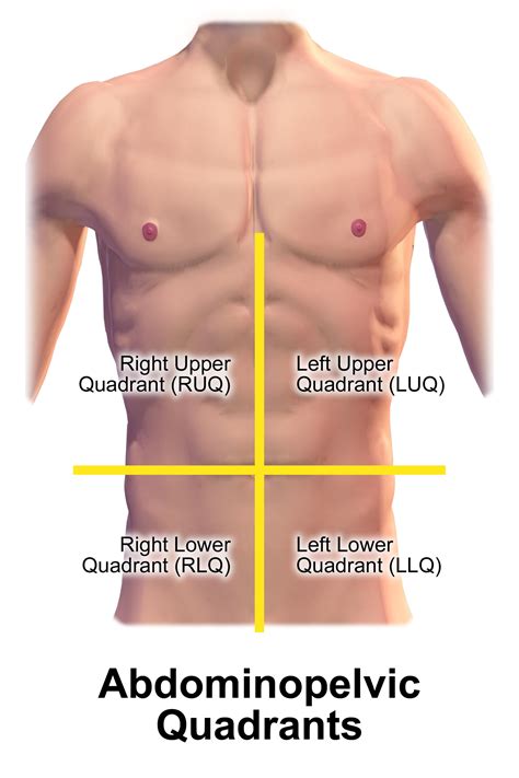Four abdominal quadrants and nine abdominal regions. Anatomical Quadrants - Human Anatomy Body
