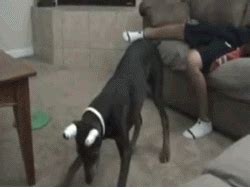 Amateur bbw having an unforgettable orgy. Laser Pointer Dog Crotch Bite | Best Funny Gifs Updated Daily