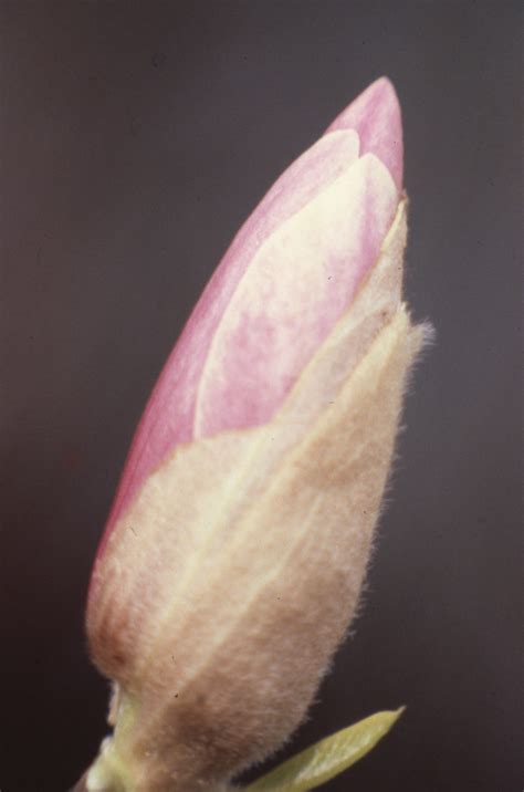 You can look at the address on the map. Florida Memory • Japanese magnolia flower - Tallahassee ...