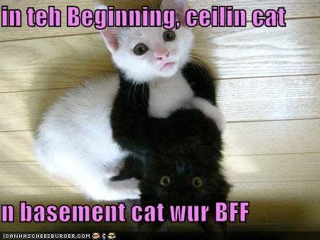 The epic battle for our souls begins as ceiling cat and basement cat collide. Image - 8334 | Basement Cat | Know Your Meme