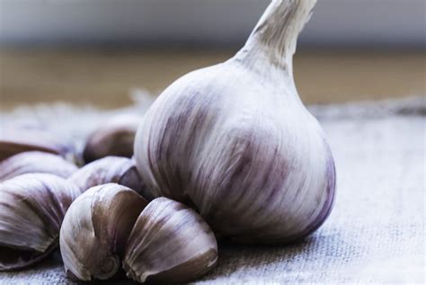 Garlic is high in sulfur, which is a trace mineral that helps synthesize and prevent the breakdown of collagen, dr. Garlic for Hair Growth Review: Does it Work? - Updatded ...