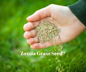Maybe you would like to learn more about one of these? Zoysia Grass Seed for Houston - Pearland Sugar Land Richmond Katy TX