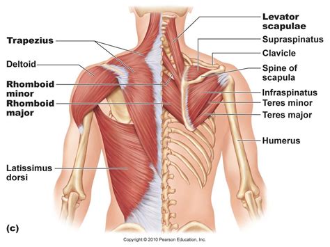 There are three main muscles in your shoulder: Human Shoulder Muscles Diagram - Muscles Of The Shoulder ...