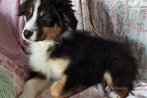 Maybe you would like to learn more about one of these? Australian Shepherd puppy for sale near San Diego, California. | 34307503-ef31