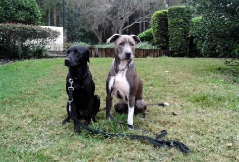 Puppy costs are around $600 though if a designer breed becomes trendy to have the prices can rocket. Great Dane Pitbull Mix (Great Danebull) Characteristics ...