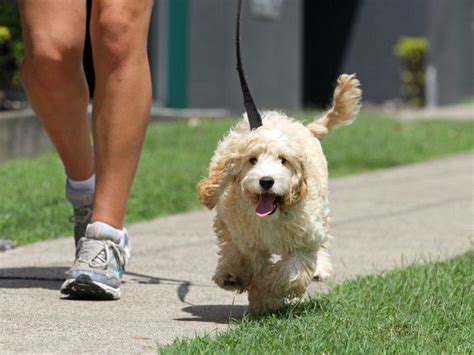 Jeder zweite mensch in im nächsten jahr wollten wir ein haus kaufen, aber im moment werden wir es nicht tun. Hund kaufen - ja oder nein?