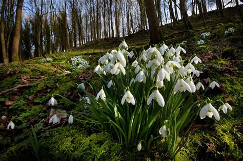 The smaller inner petals have green markings. Snowdrops Flowering In Woodland, Derbyshire Photograph by ...