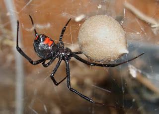 Da kommt wohl wieder die coolness dazu. Die giftigsten Spinnen der Welt: Sydney-Trichternetzspinne ...