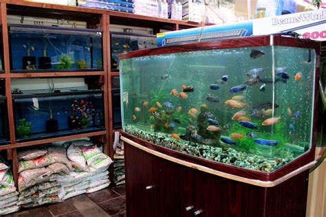 Dengan berbagai macam ukuran, menerima pesanan pembuatan aqua scape dan akuarium. Where To Get Pet Fish Near Me - PetsWall