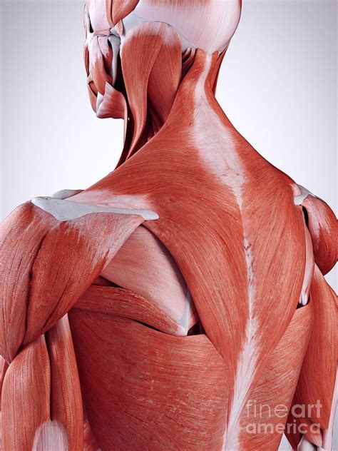 These layers of back muscles help to mobilize and stabilize your trunk during your day to day activities. Upper Back Anatomy / A&P1 - Chapter 07 - The Muscular ...