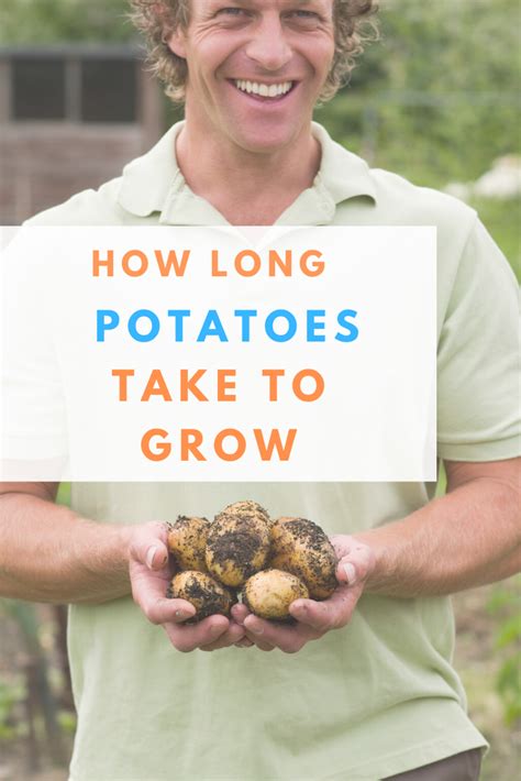 They all grow at vastly different speeds and some end up being massive and some end up being small. How Long Do Potatoes Take To Grow in 2020 | Growing ...