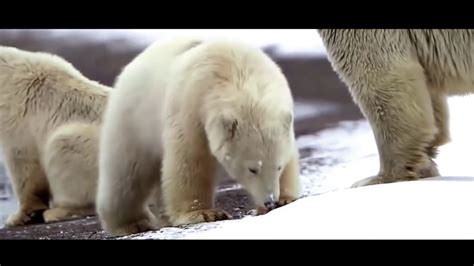 En 2015, morten jørgensen conclut au contraire que la principale menace pesant sur l'ours polaire est la chasse, loin devant le changement climatique, et estime. Ours Polaire Sur La Plage - Pewter