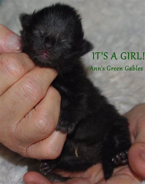 My cat had her kittens 2weeks ago and they have fleas and need to be bathed with dawn asap. Black Week Old Kitten : 8 Week Old Kitten Leigh Dogs And ...