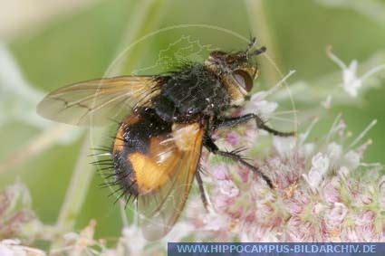 These flies mainly inhabit spruce forest edge, meadows, areas of heath and mountains at an elevation up to 1,500 metres (4,900 ft). Nowickia ferox alias Nowickia ferox :: Hippocampus Bildarchiv