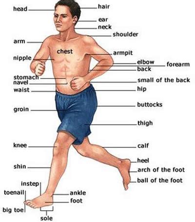 Before reading the body parts list, take a look at different human body systems so that it will be easier to understand how the body functions as a regional parts. eLimu | Human Body