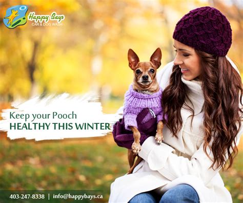 See more of companion care pet hospital at winter park on facebook. Winter Care Tips to Take Care of Your Four-Legged Companion