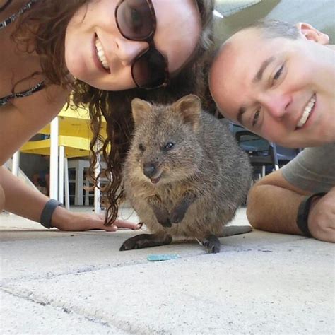 Australia is one of the world's most highly urbanised countries; Quokka Selfie | Bored Panda