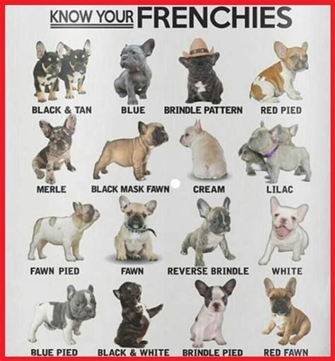 The french bulldog has the appearance of an active, intelligent, muscular dog of heavy bone, smooth coat, compactly built, and of medium or small structure. French Bulldog Color Chart | Bulldog puppies, French ...